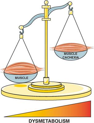 Editorial: Metabolic Adaptation of Muscle Tissue in Diseases Associated With Cachexia